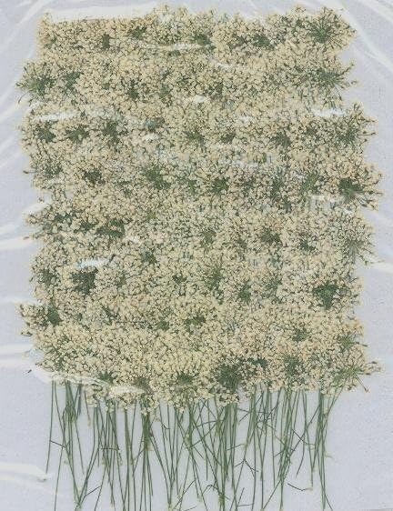 業務用 押し花 レースフラワー ホワイト枝付き 大容量 300枚ドライフラワー デコ レジン 封印 ドライフラワー（押し花） レースフラワー  ピンク【封入資材/封入パーツ/レジン/resin/ハンドメイド/手芸/手作りアクセサリー/花資材】 | ○ レジン,ドライフラワー・押し花 ... 業務用 押し花 レースフラワー柄 正面押し 大容量 500枚ドライフラワー デコ レジン 封印