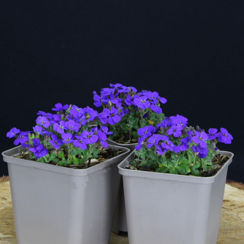 6 Stück Aubrieta Cascade Blue von Intragarten | Blaukissen blühender und winterharter Bodendecker im Topf