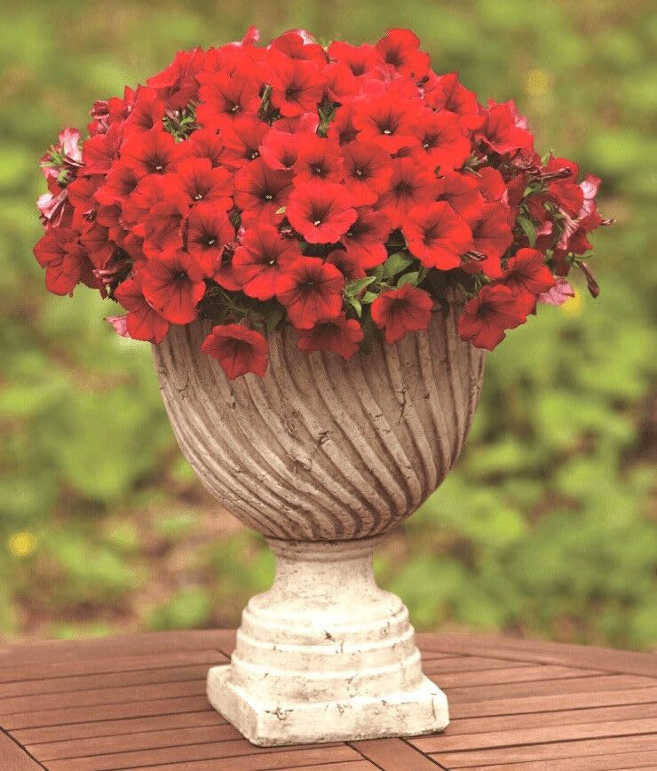 Buy4seeds 250 Petunia Red Seeds F1 Easy for Grow Garden