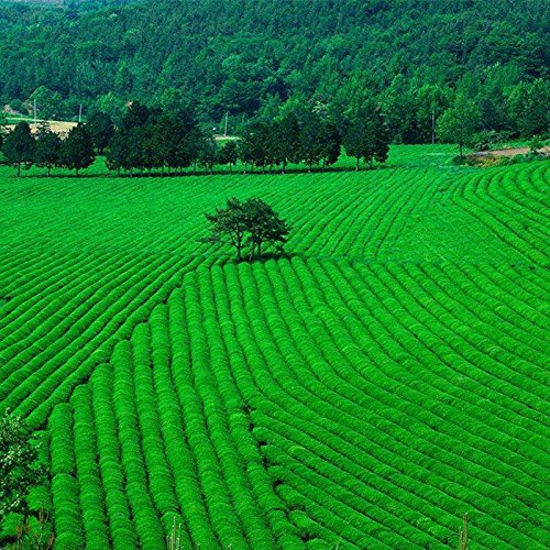 250g (0.55LB) famosa Dragon Well Chinese Spring Longjing té verde para la salud té largo jing té chino