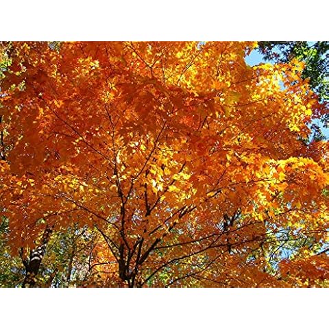 Tree Seeds Online - Acer Saccharum- Maple Syrup 25 Seeds - 1 Packs Cover