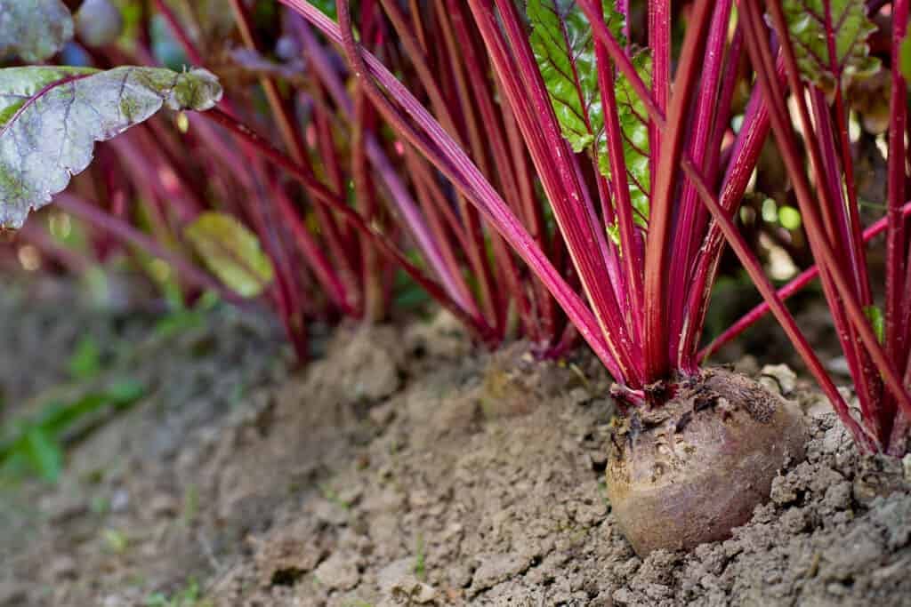 Non-GMO Beetroot Seeds for Home Gardens | 80 Seeds with Over 70% Germination Rate - Grow Fresh and Organic Beets