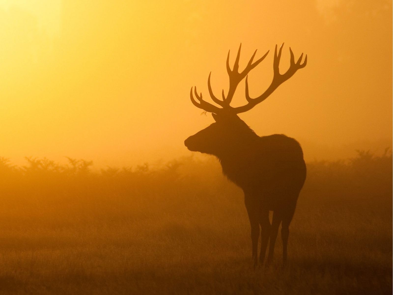 Puzzle 1000 pieces, Impossible Puzzle, Puzzle gift, deer, sunrise, fog 26x38CM — image 1