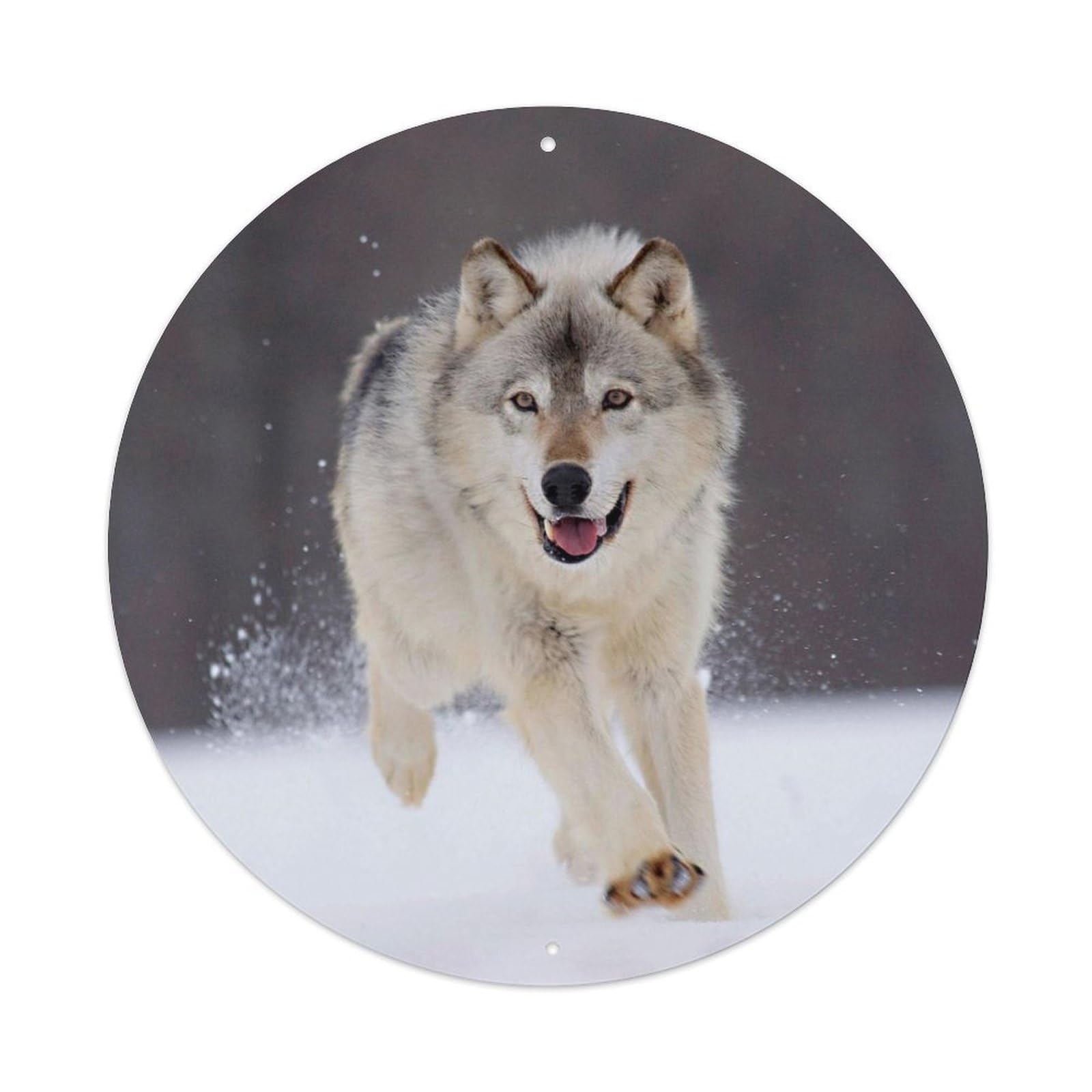 Gray Wolf Running Snow Wildlife Photography Metal Tin Sign