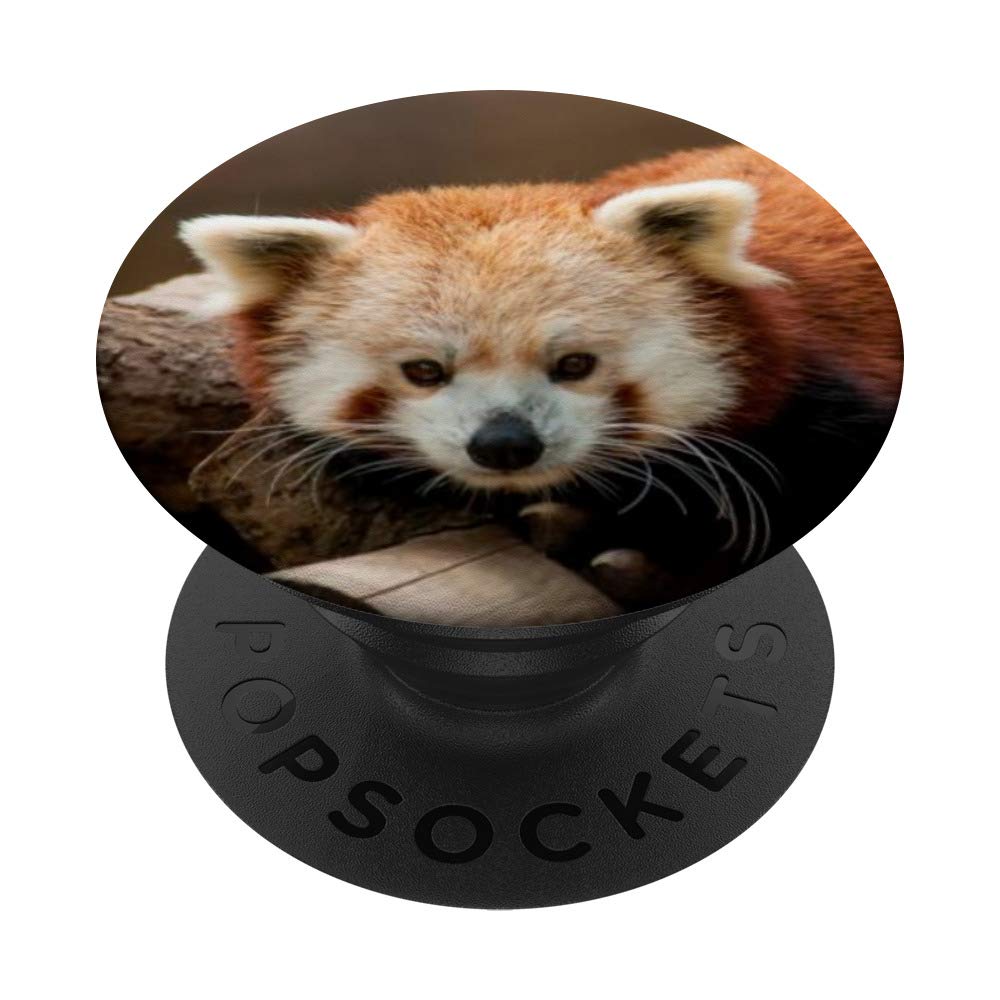 Panda PopSockets PopGrip Intercambiabile