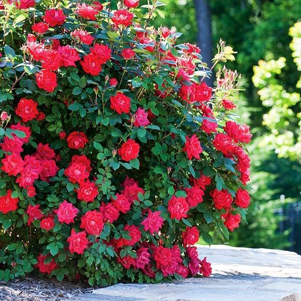 Brighter Blooms 1 Gallon