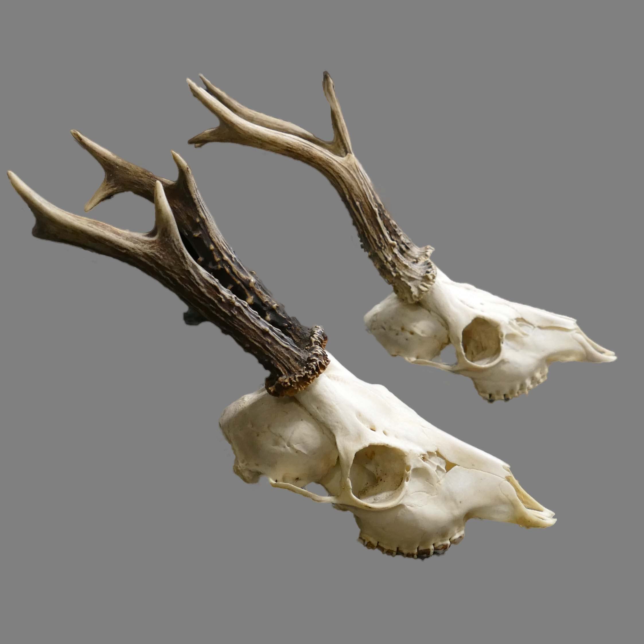 Glacier Wear Roe Deer Skull