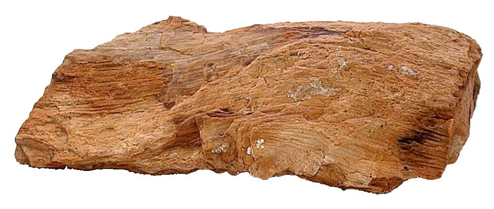 3 Lb 4.9 Ounce 8 1/2 Inch Goose Creek Nevada Petrified Fossil Wood Specimen 8941