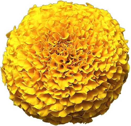 Miniatura 6 de Park Seed Big Duck semillas de caléndula amarilla, produce más flores durante más tiempo que la mayoría de caléndulas, paquete de 25 semillas