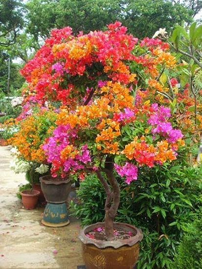Nandini Garden "bougainvilla duet color/kajoj ful "Grafted hybrid - 1 Healthy Live Super Yielding Early Flower Plant' 1-1.5 Ft Height in Nursery Grow Bag for Home Garden