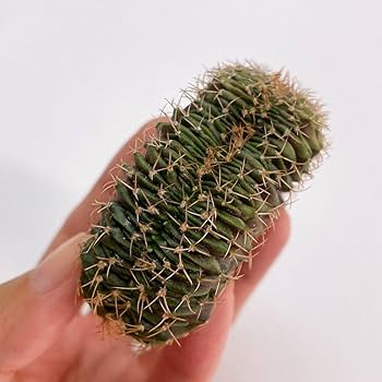 Amazon.co.jp: LB2178綴化！多肉植物 サボテン ギムノカリキウム