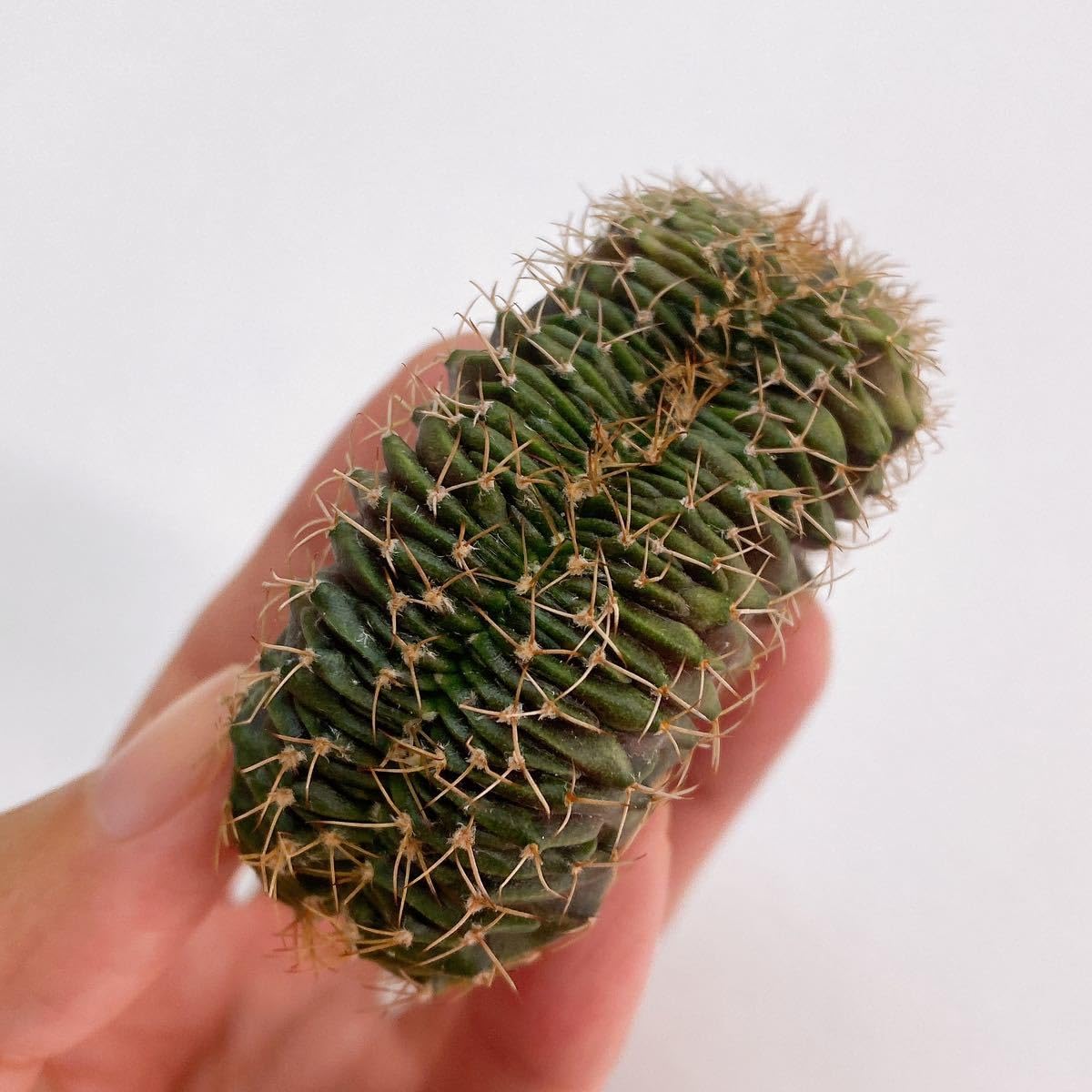 Amazon.co.jp: LB2178綴化!多肉植物 サボテン ギムノカリキウム Amazon.co.jp: LB2178綴化!多肉植物 サボテン ギムノカリキウム