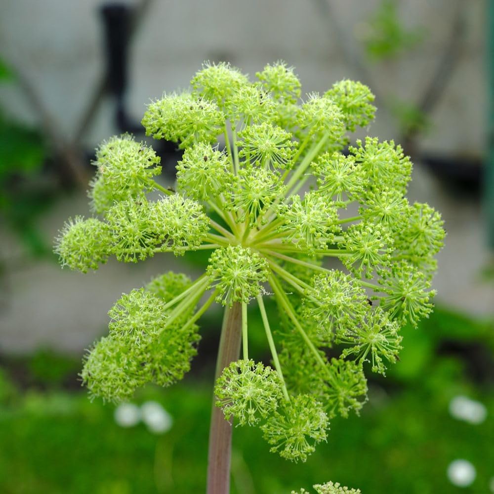 Angelica Archangelica Seeds - Kew Flowerhouse Collection - Hardy Biennial for Architectural Garden Borders and Pollinator Attraction - 1 Packet (65 Seeds) by Thompson & Morgan