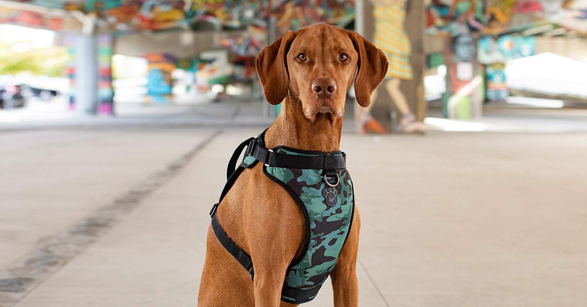 canada pooch harness medium