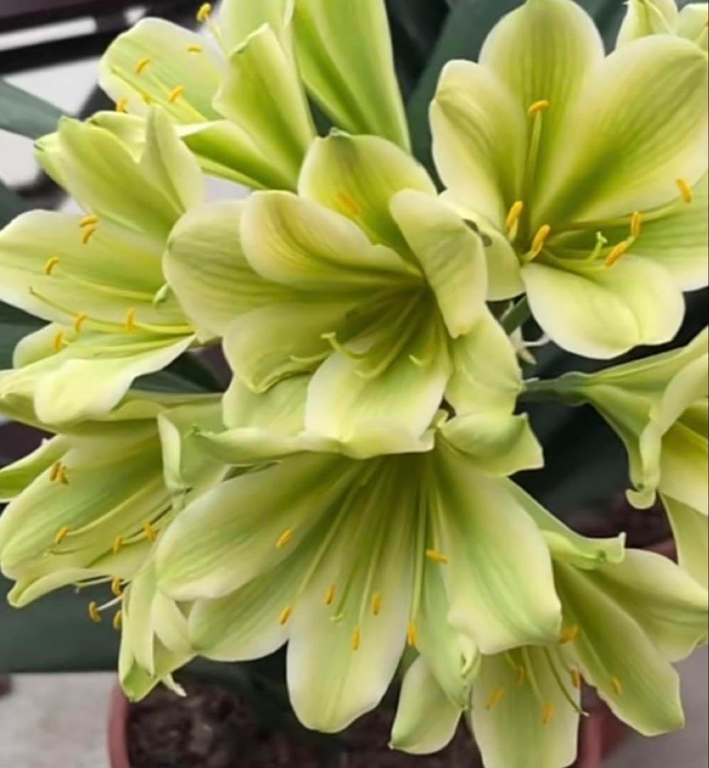 君子蘭（緑花）実生