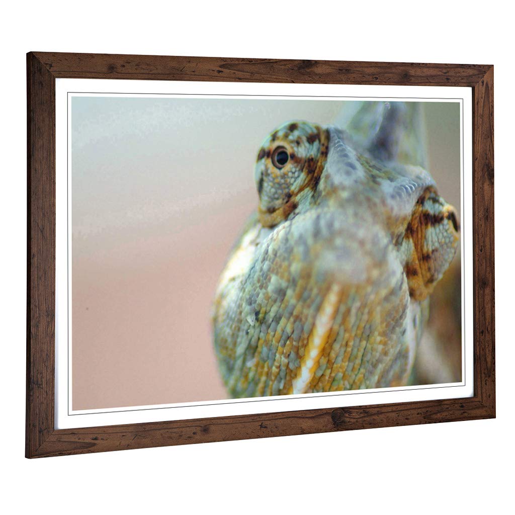 Big Box Art Framed Print of Chameleon Lizard Reptile (2) Design | Wall Art Picture | Home Decor for Kitchen, Living, Dining Room, Bedroom, Hallway, Office, Walnut, A2 / 24.5x18 Inch / 62x45cm