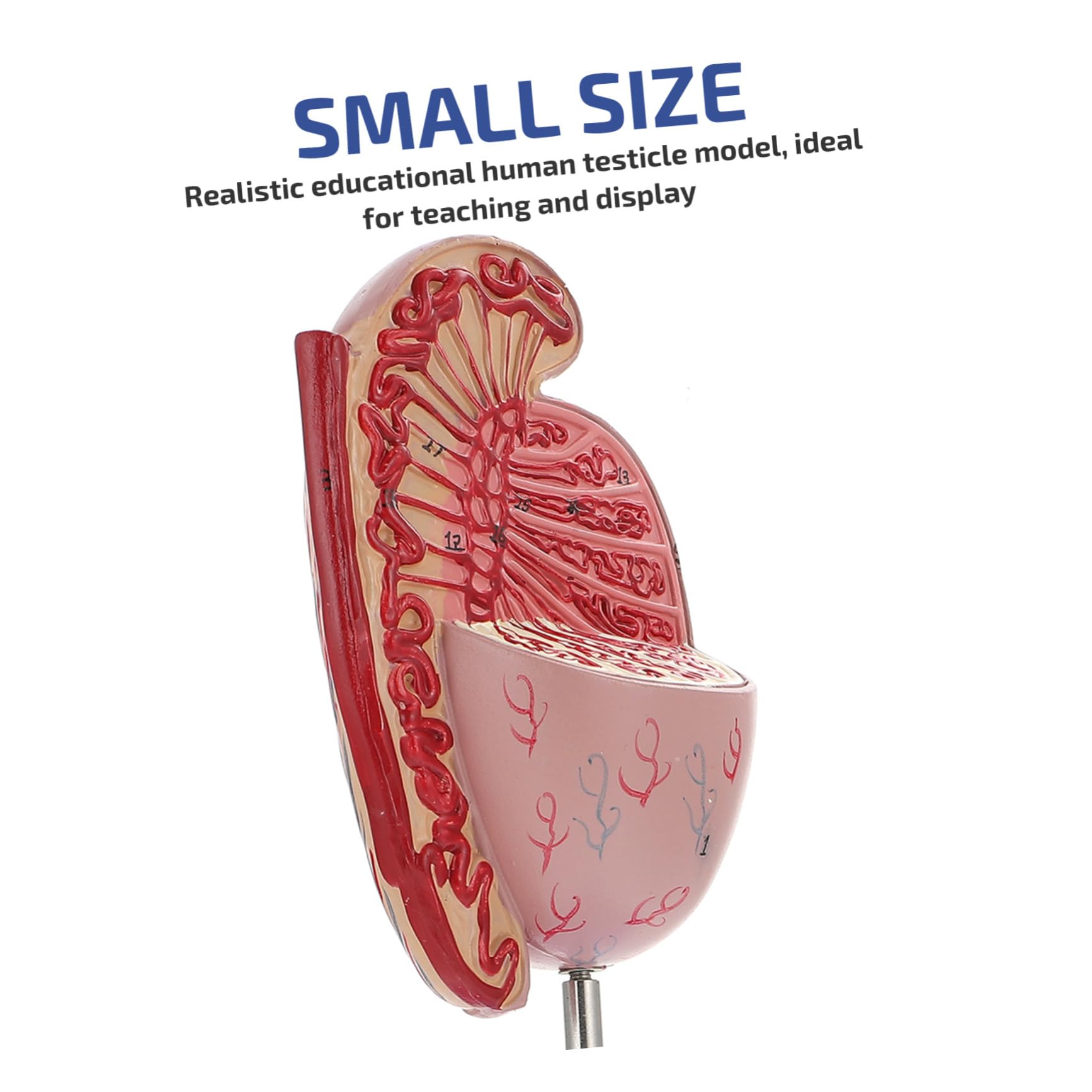 Männliches Anatomiemodell Flexibles Lehrmittel Für Humanorgane Material Realistische Details Für Anatomieunterricht Und Ausbildung Für Schüler Und Interessierte