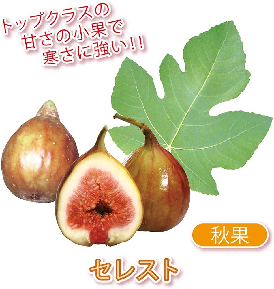 ブチェラッティ ミニシルバートレイ 洋梨とイチジク 2個おまとめ