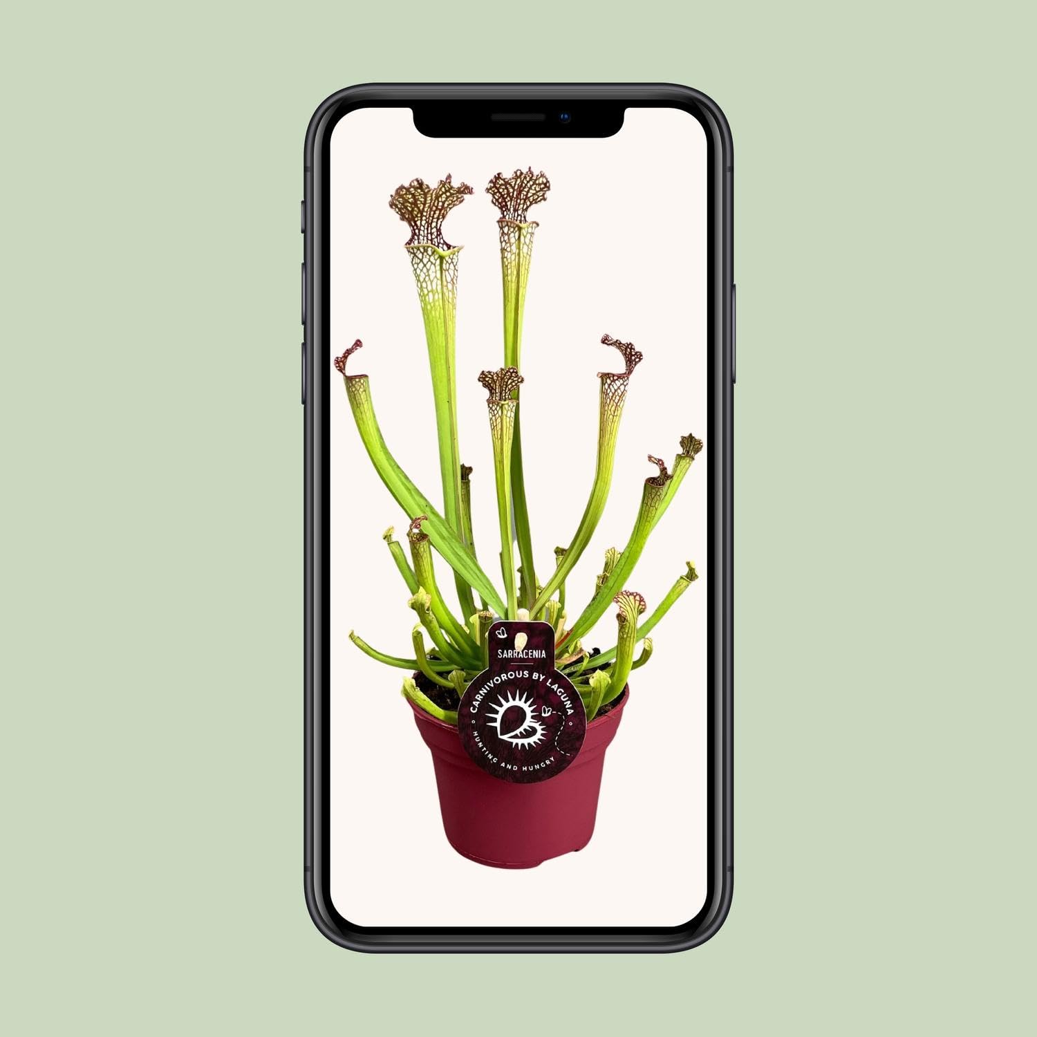 Sarracenia farnhamii - 30-40cm - Ø12cm - Plante d'intérieur - Vert persistant