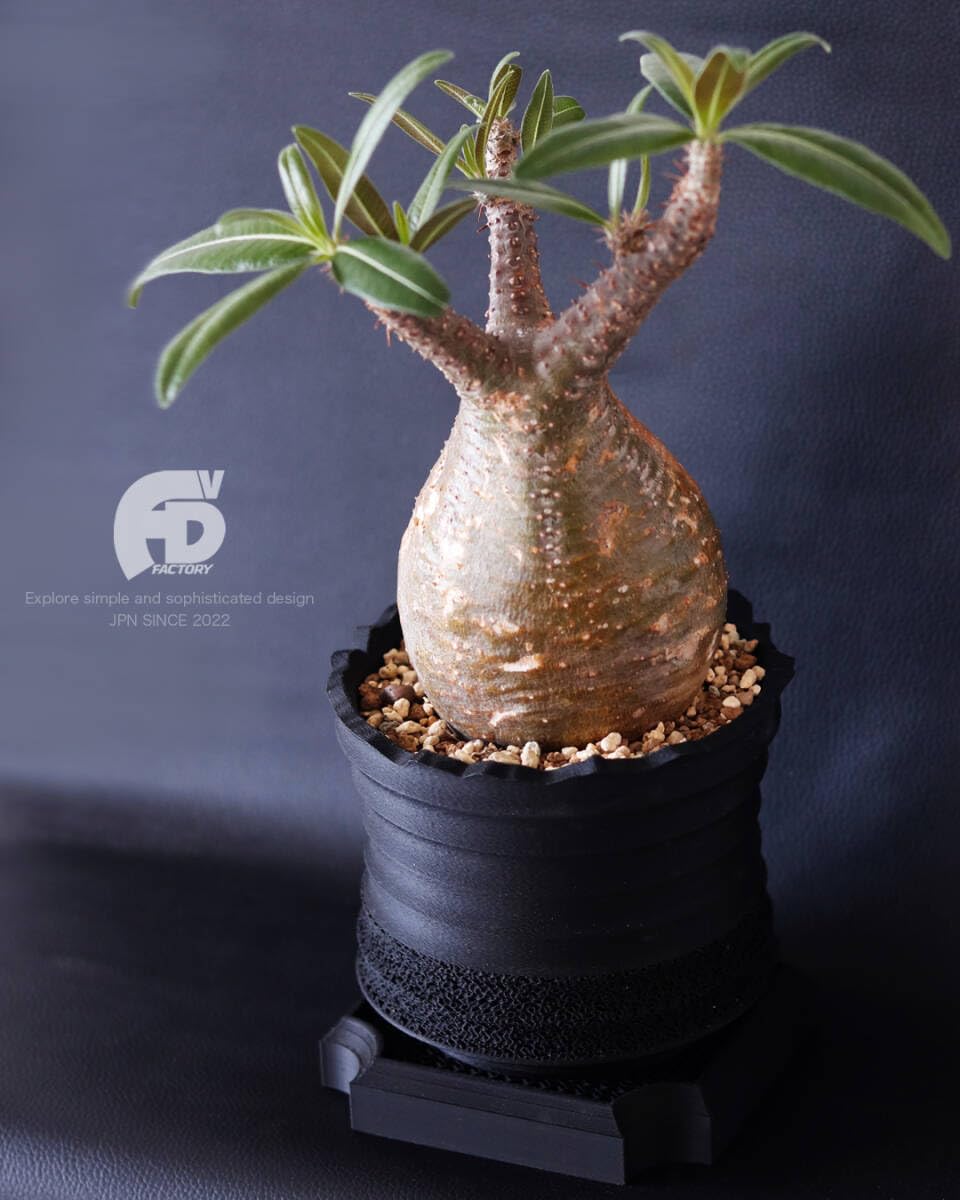 手作植木鉢 「臥龍」作家鉢 訂製 検（ 塊根植物 グラキリス パキプス