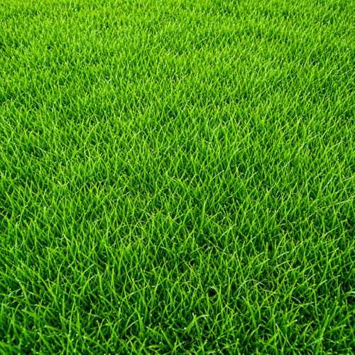 Premium Bermuda Grass Seeds for Turf Lawn & Garden Grass | American Imported Fast Growing All Season Bermuda Grass Seeds for Home Gardening & Landscaping | Dense Natural Green Coverage