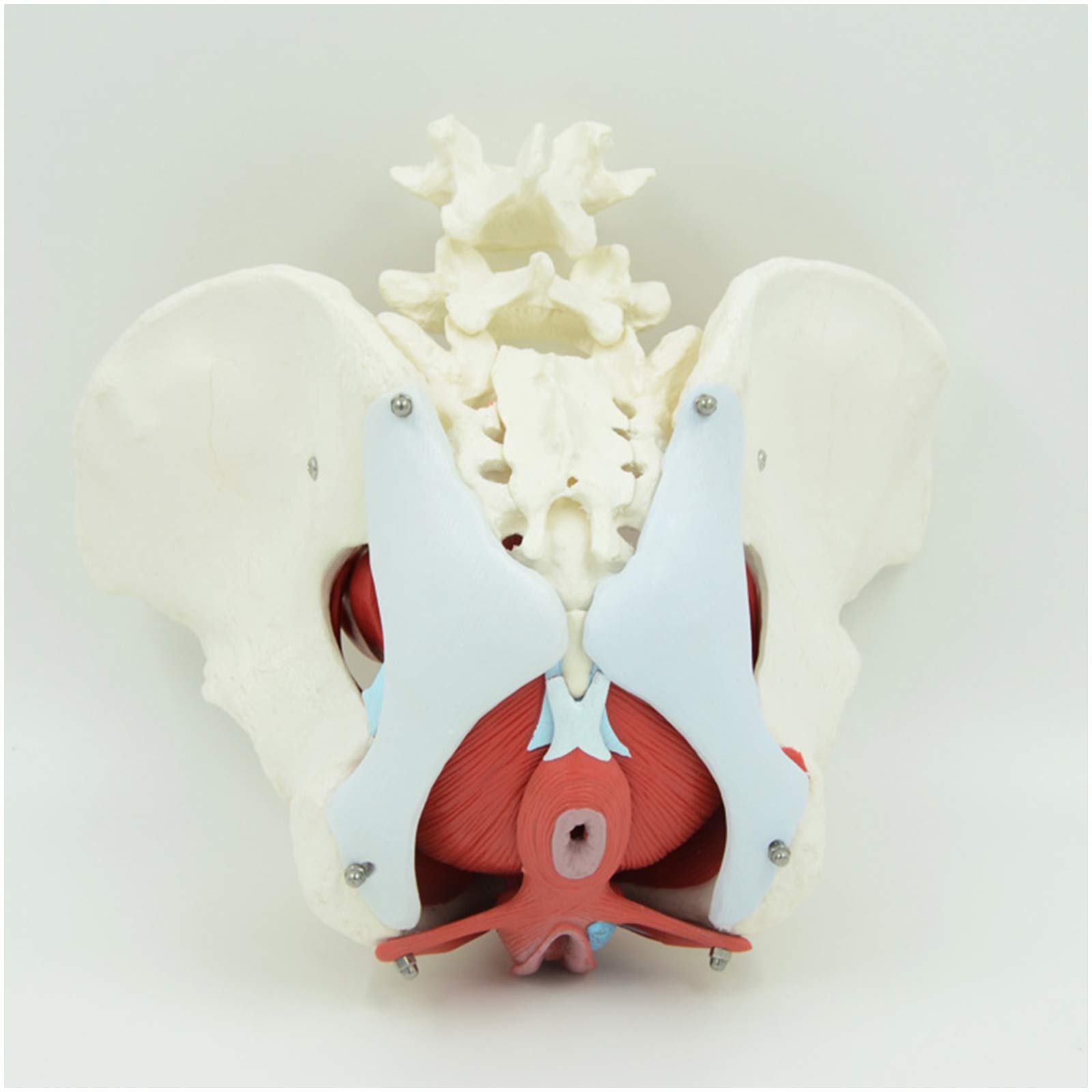 Rozmiar Życia Kobieca Miednica Model Anatomii Model Narządów Miednicy: Medyczna Miednica Anatomiczna Obejmuje Macicę, Okrężnicę I Pęcherz Do Nauczania Nauczania