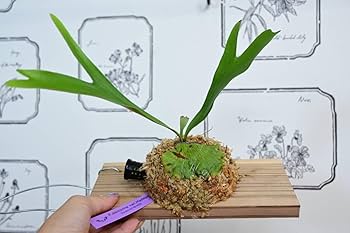 Amazon.co.jp: P.alcicorne 'Gorgon' spored ＠ビカ森wife アルシ