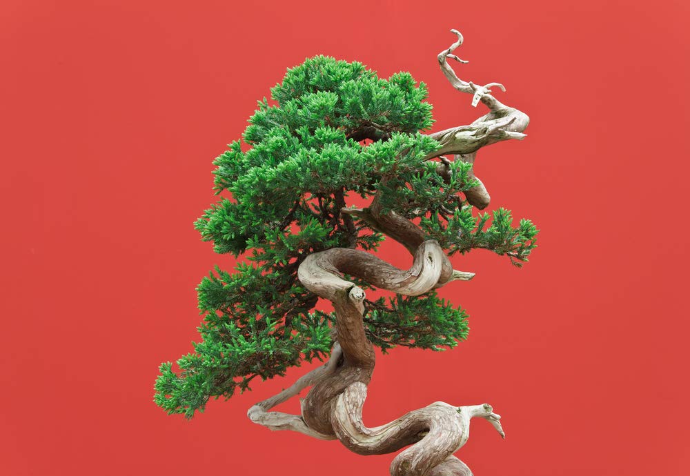 bonsai flaschengarten Terrarium DIY Set - Kreiere dein eigenes Mini-Ökosystem