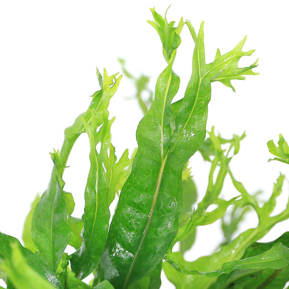 Amazon.co.jp: （水草）☆活着済☆ ミクロソリウム ウェンディロフ付