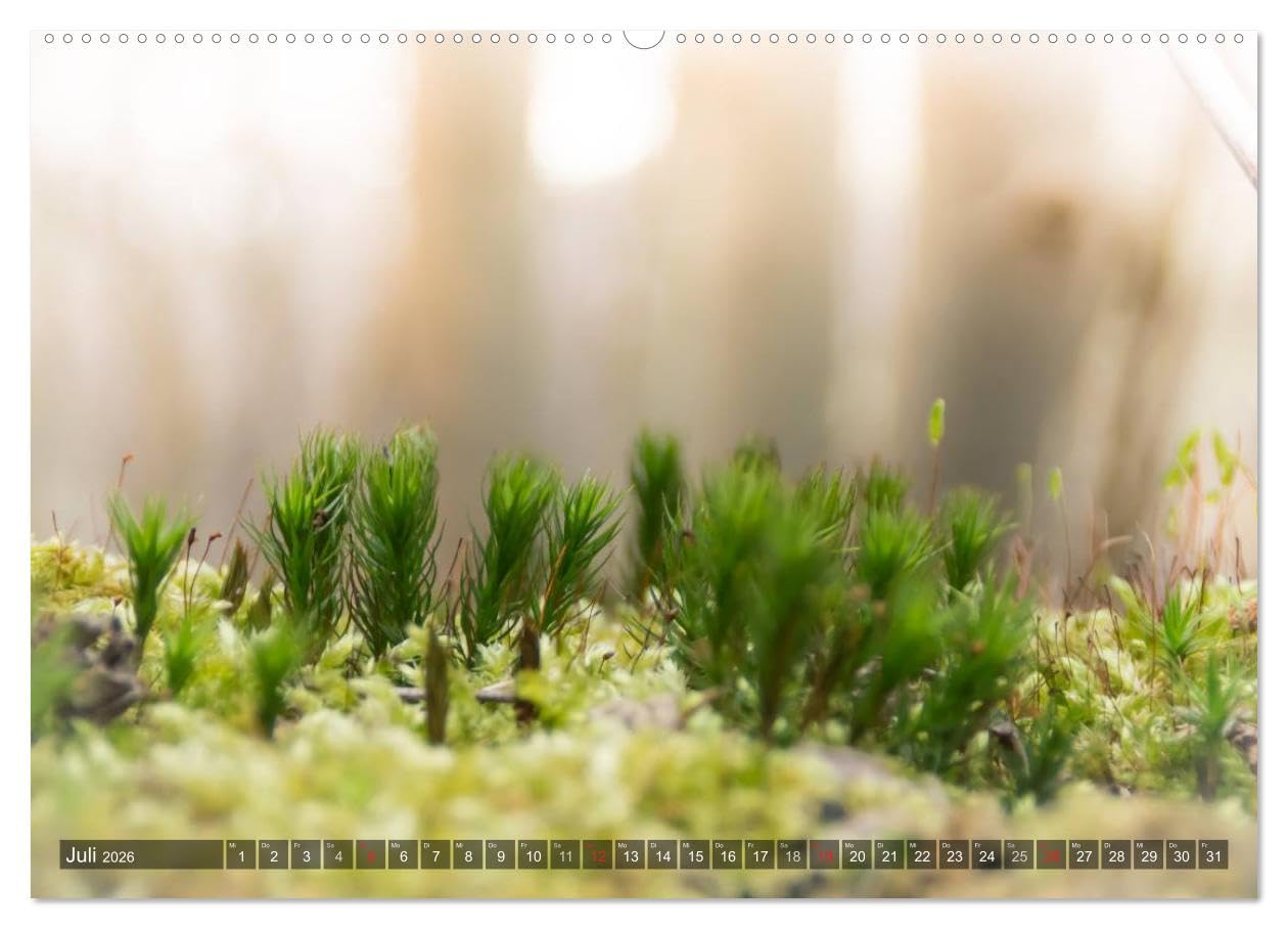 Feng Shui Farben - Element: Holz (hochwertiger Premium Wandkalender 2026 DIN A2 quer), Kunstdruck in Hochglanz: Die Farbe Grün, die dem Element Holz ... Jahr über in Ihre Räume. (CALVENDO Natur)
