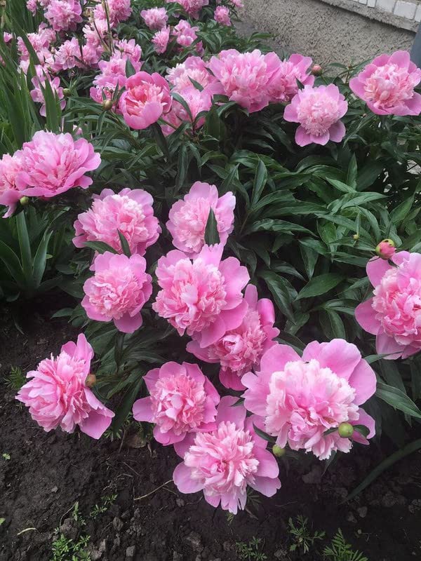 Imported Rare Big Size Variety Mix Peonies, Peony Flower Bulbs Easy Growing For all Season Gardening In Home And Garden Pack Of 1 Flower Bulbs-image-38