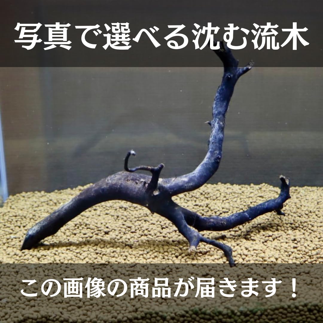 Amazon | アク抜き済み枝流木 30cm水槽用 沈水確認 あく抜き済み