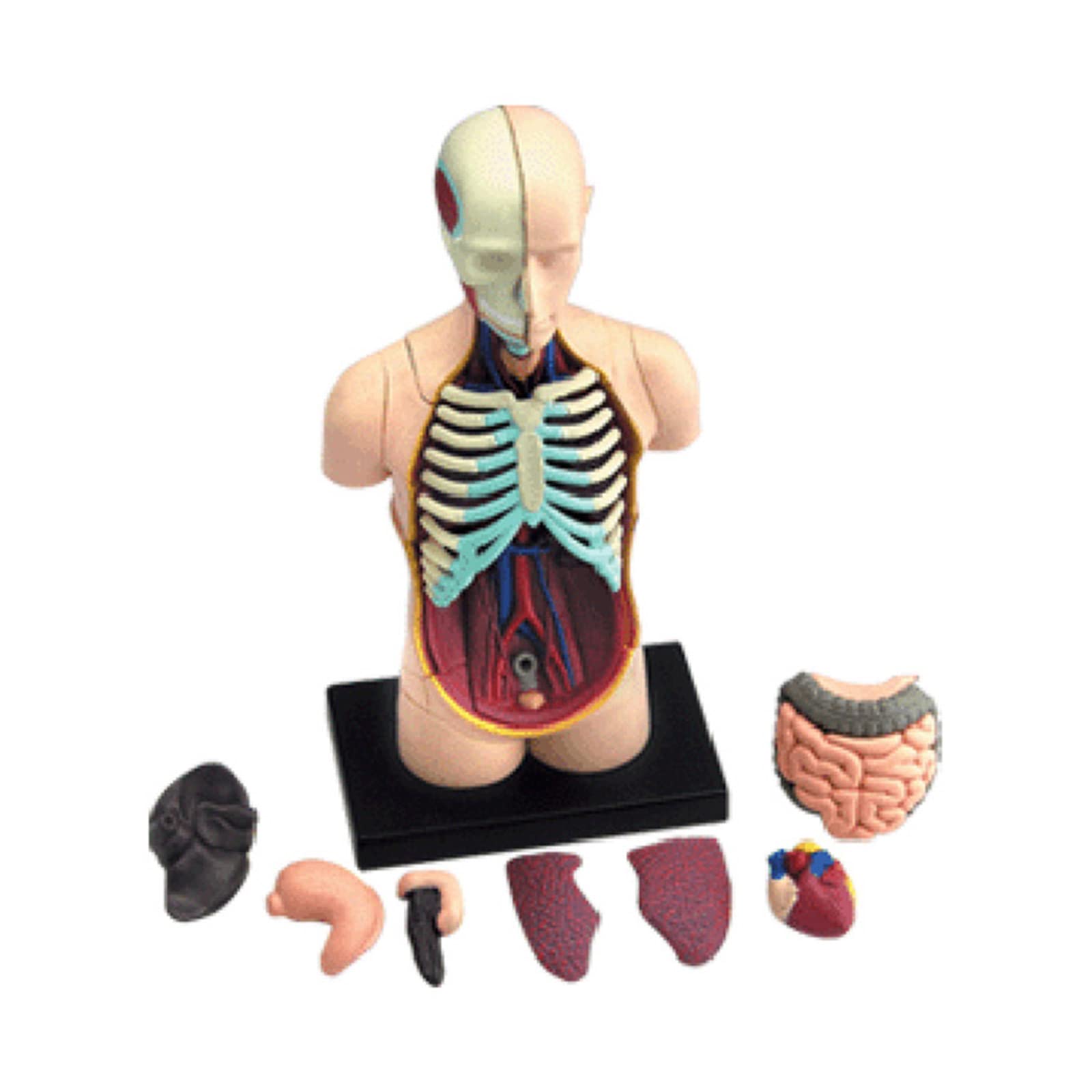 Modello di anatomia umana del busto con organi umani rimovibili Modello del corpo umano Scienza Forniture scolastiche per bambini Studenti Modello anatomico del busto umano