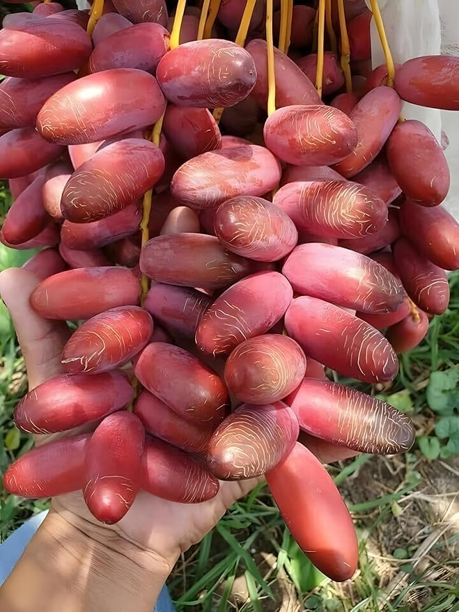 Image of All-Time 12 Months Hybrid GRAFTED Live Fruit Plant Original & Authentic Organic Tree for Outdoor Fast-Growing Fruit Plant Home Gardens Pack Of-1 (Arabian Dates-Khajur Tree, Medium)