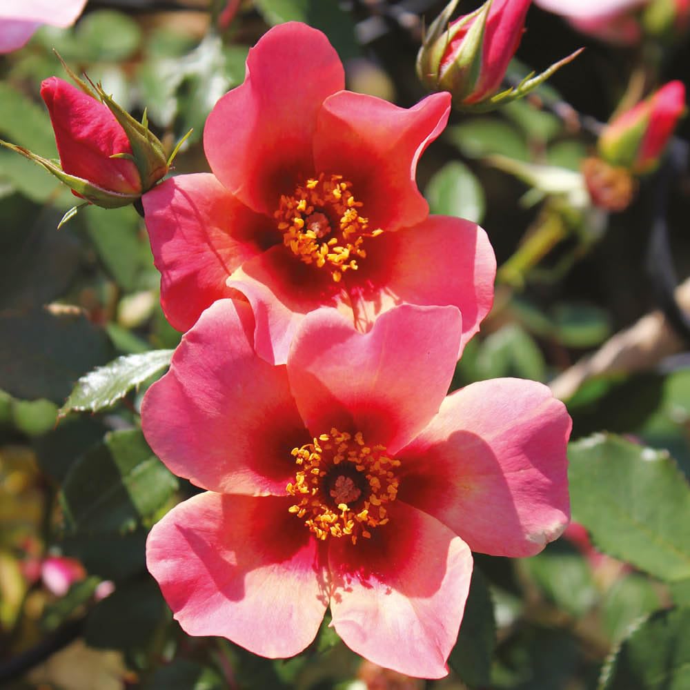 YouGarden Rose For Your Eyes Only, Established Plant in 4 Litre Pot, Ready to Plant Rose, Summer to Autumn Flowering Plant, for Pots, Beds, and Garden Borders