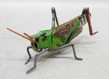 Amazon | 原色日本昆虫図鑑 II トノサマバッタ 開封 ユージン 原色図鑑