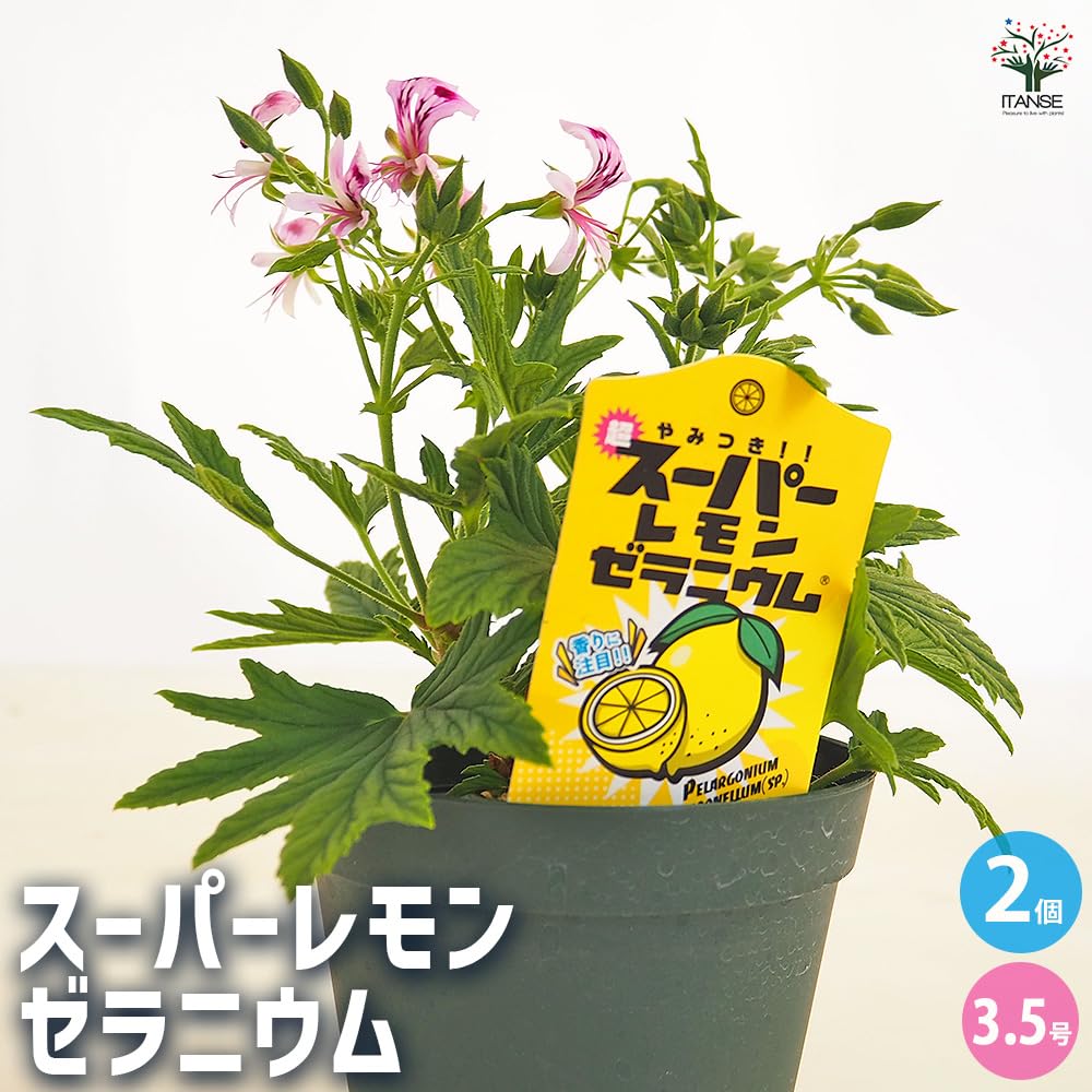 超新作海外ゼラニウム苗 Amazon.co.jp: スーパーレモンゼラニウム (ゼラニウム シトロネルム