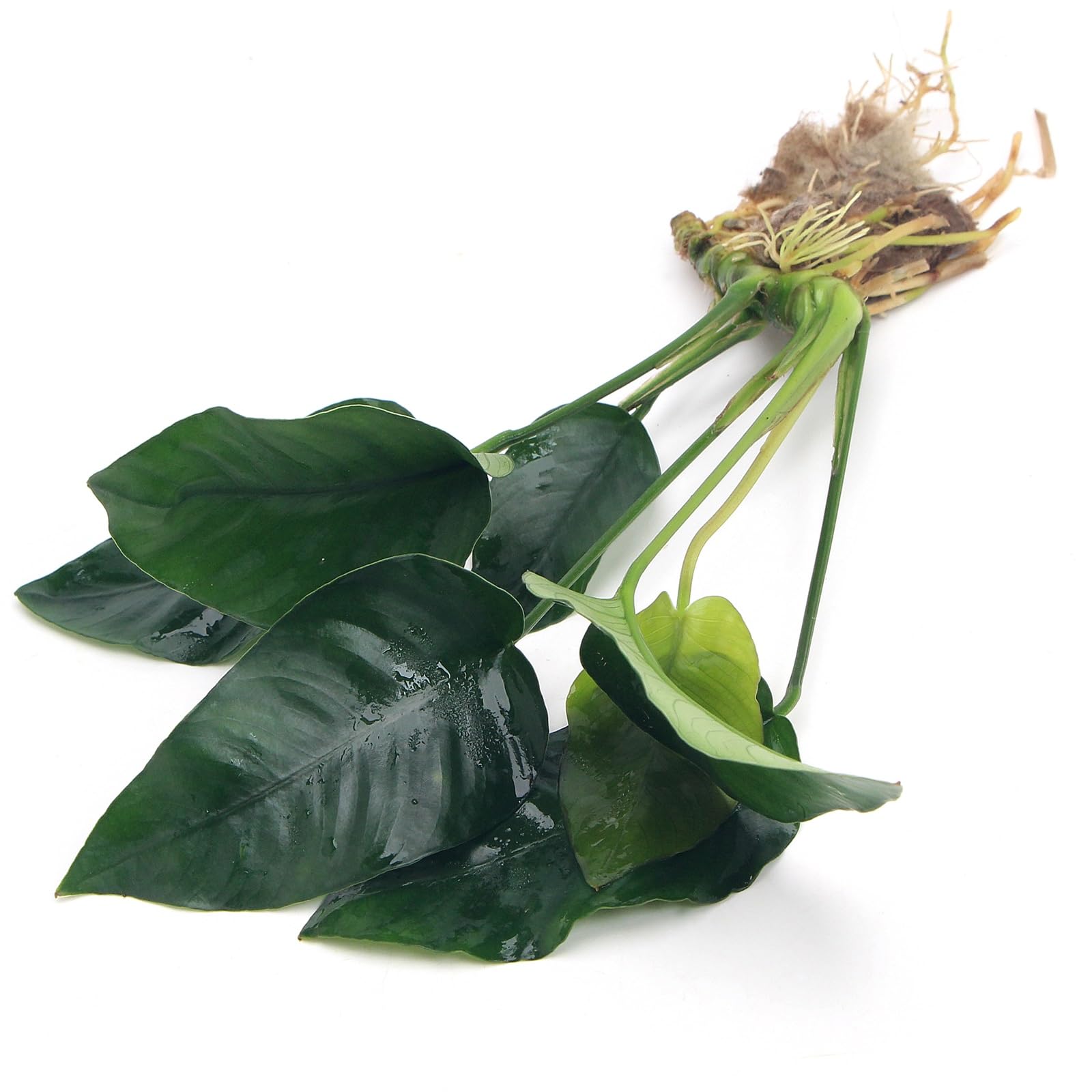 Anubias Barteri VAR Nana Live Aquarium Plants Aquascaping Fish Tank Plant k2aqua