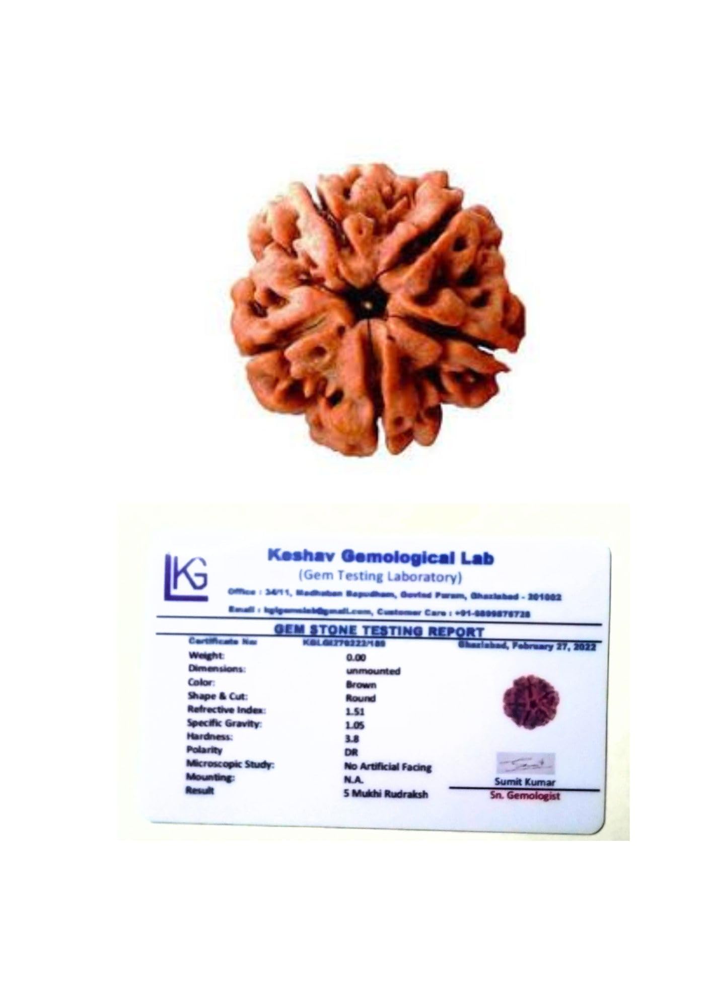 Five Mukhi Rudraksha Certified/Original Nepali 5 Mukhi Rudraksh/Natural 5 Faced Rudraksha (Brown) with Certificate and Puja (B09TTCRWT3) Amazon Price History, Amazon Price Tracker