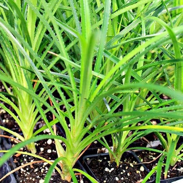 Mphmi Perennial NCR Plants Kewda, Pandanus Pygmaeus - Plant (B0CFMVL2H1) Amazon Price History, Amazon Price Tracker