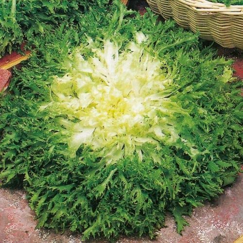 Suffolk Herbs - Organic Endive Pancalieri - 250 Seeds by Wafer