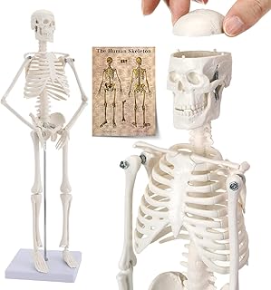 Mini Full Body Human Skeleton Model for Anatomy, Human Skeleton Model with Movable Arms and Legs on Plastic Base for Medical Teaching Learning, Kids Learning Education Display Tool