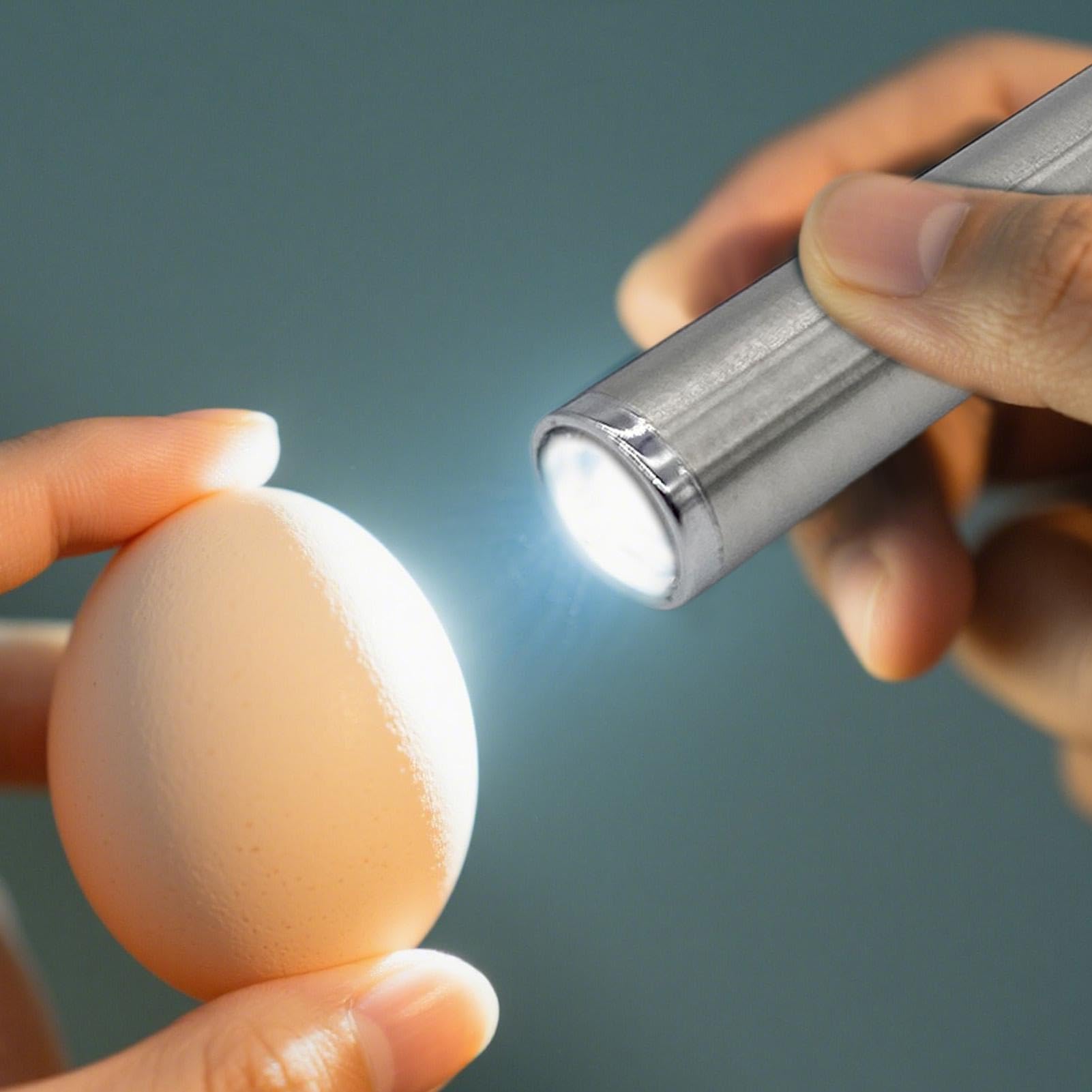 Eier Schierlampe,Eier Schierlampe - Zuchtanleitung Für Bildungseinrichtungen Heimbrutprojekte Kleintierhaltung