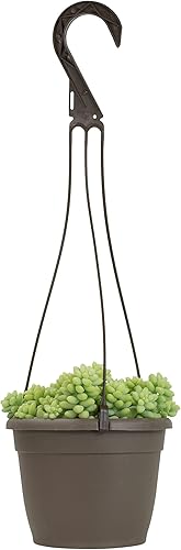 Miniatura 9 de Sedum - Cesta colgante de burrito para suculentas, plantas colgantes vivas plantas suculentas plantas de interior vivas, cesta de maceta colgante,