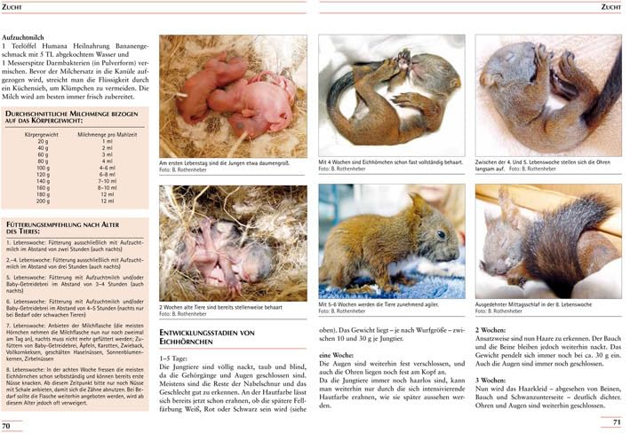 Eichhörnchen: Biologie, Haltung, Zucht (Fachliteratur Kleinsäuger)
