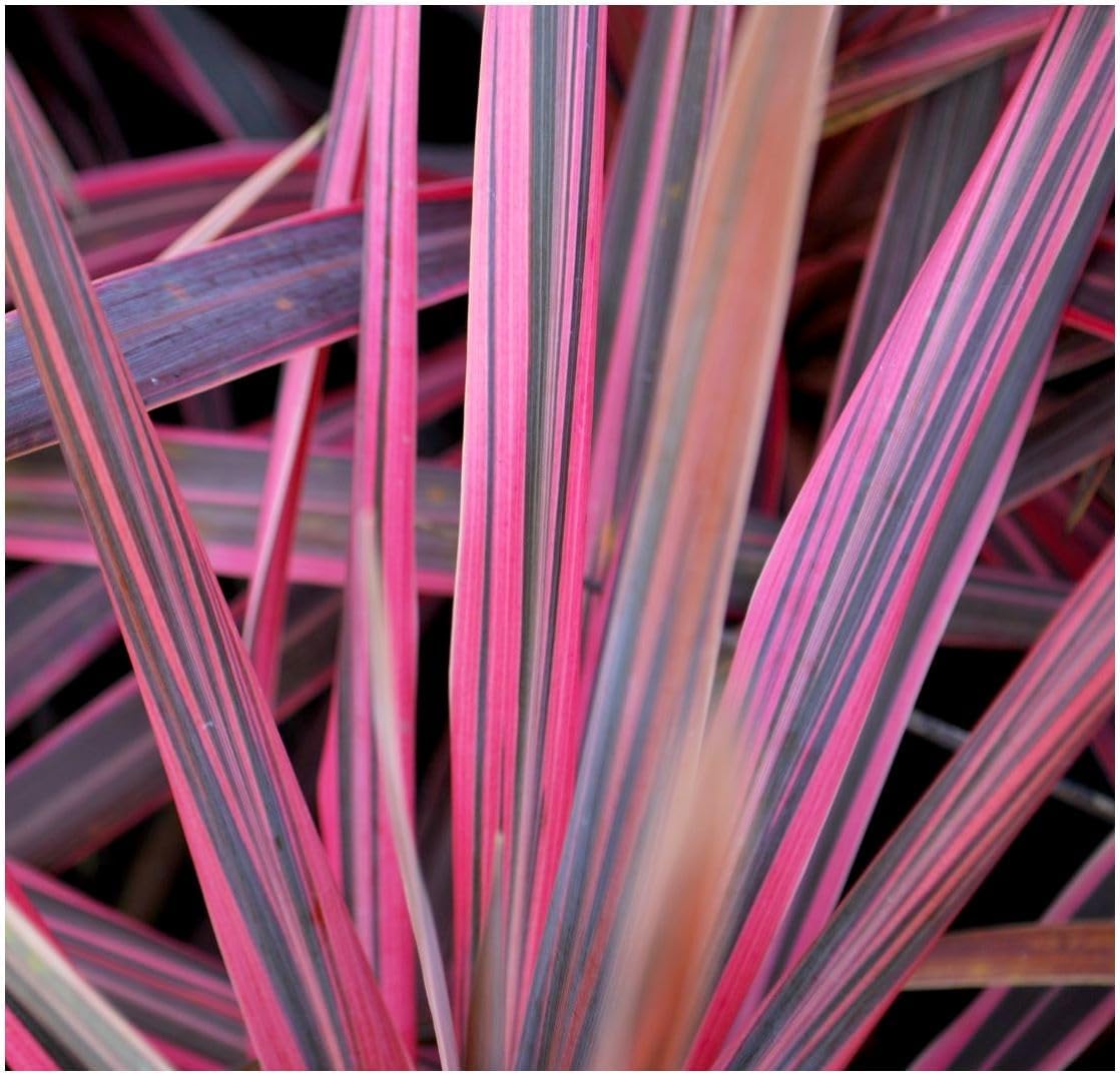 Cordyline 'Southern Splendour' Palm Tree | Evergreen Plant | Outdoor Garden Ready Plant
