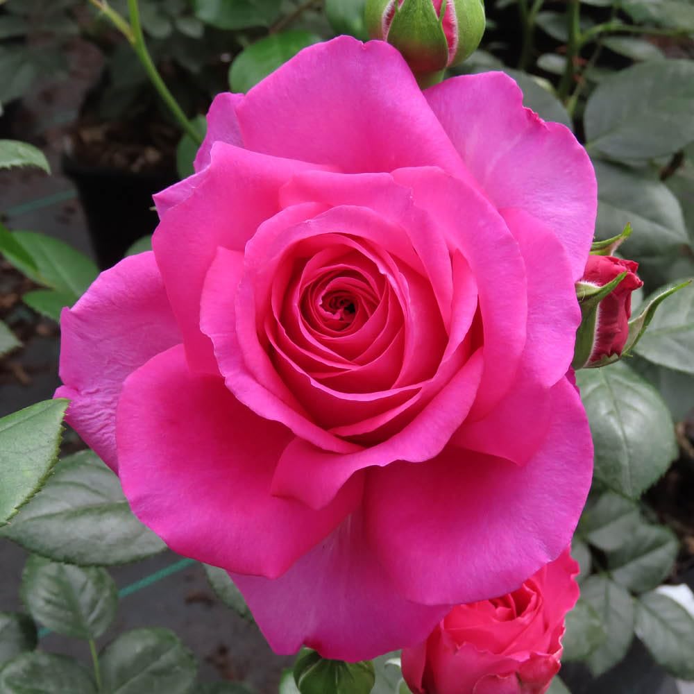 YouGarden Harkness Roses Donna's Rose, Floribunda Pink Fragrant Repeat Flowering Established 4 Litre Pot