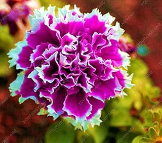 Seeds 50 Seed Pieces of The Petunia Rare Perennial Petunia Ornamental Seeds of Garden of Home Seeds of Seedss in White Flowers pots Bonsai: Only Seeds