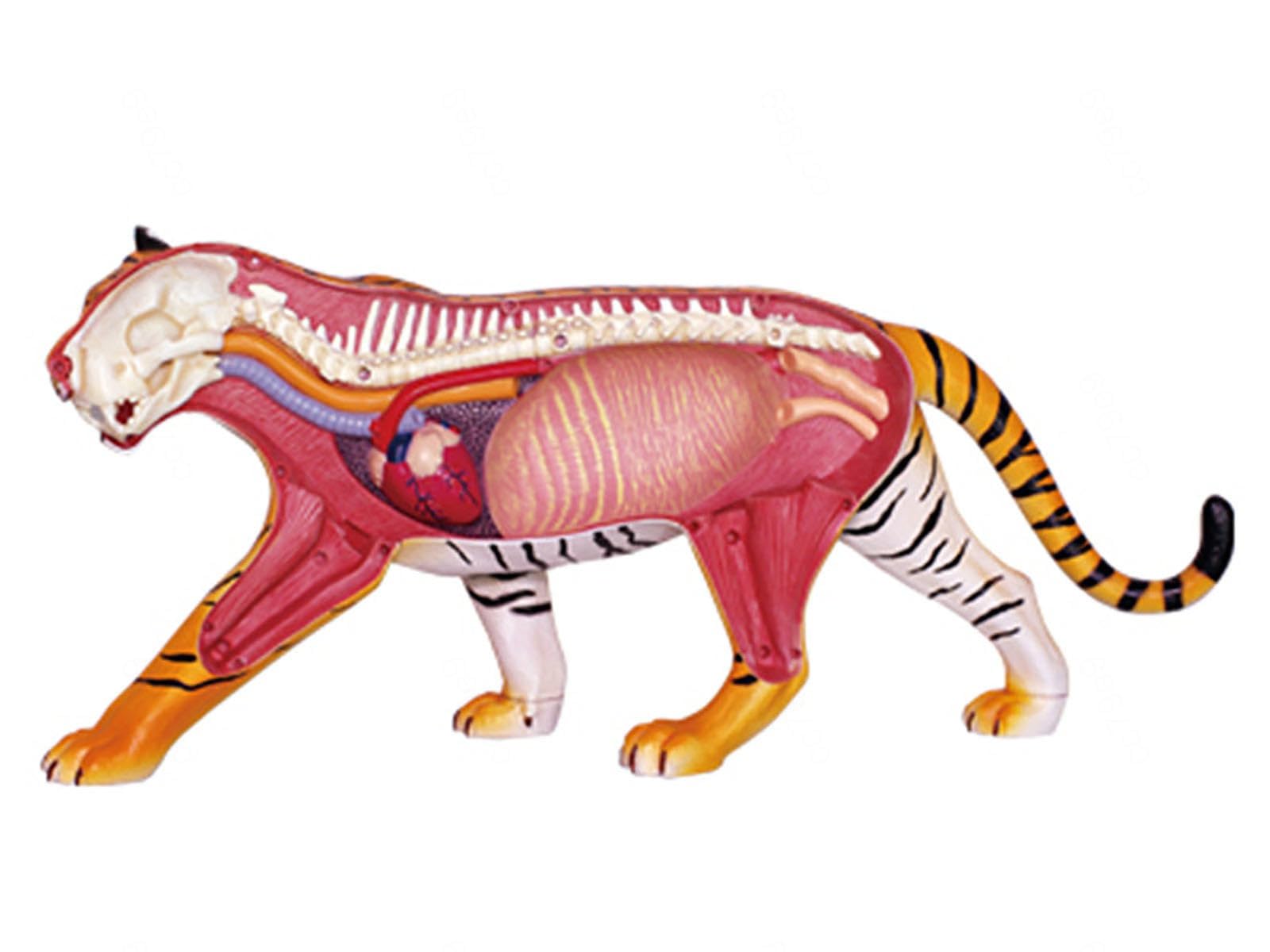 Model zwierzęcy, model anatomii psa 4D, szkielet psa kot/koń/krowa/świnia/świnia/zwierzę, próbka szkieletu zwierząt, zdejmowana biologia, nauczyciele szkół weterynaryjnych