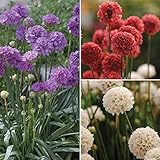 MIX color Drumstick Thrift,,Armeria Maritima (Flower Seed) Great for Cut flowers(50 Seeds)